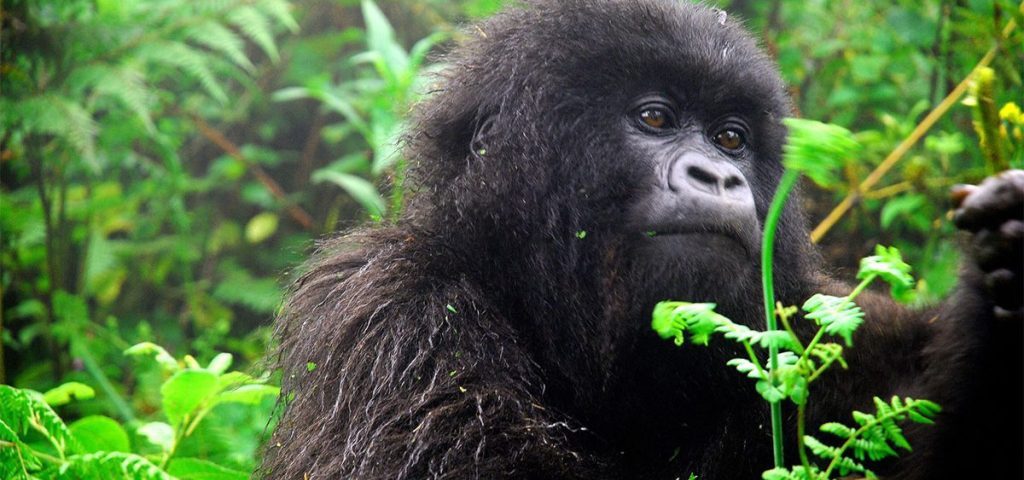 What do Gorillas Eat