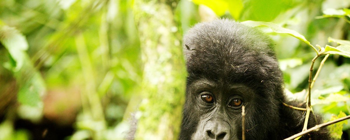 Wildlife in Bwindi impenetrable National park