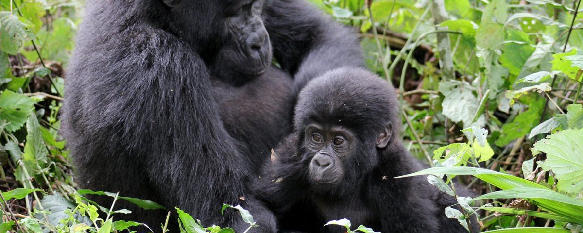 What age is recommended for Gorilla trekking?