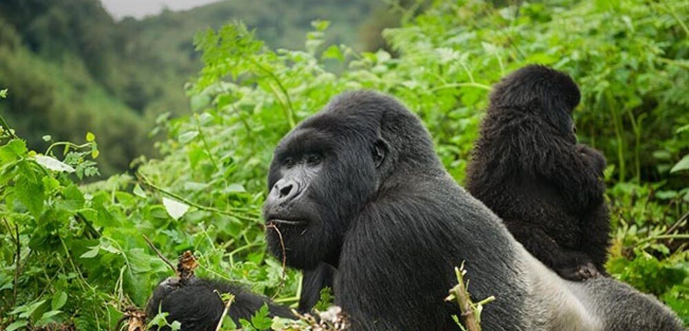 How to prepare for gorilla trekking in Uganda and Rwanda