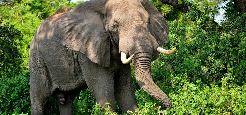 Queen Elizabeth National Park: What to See & Do