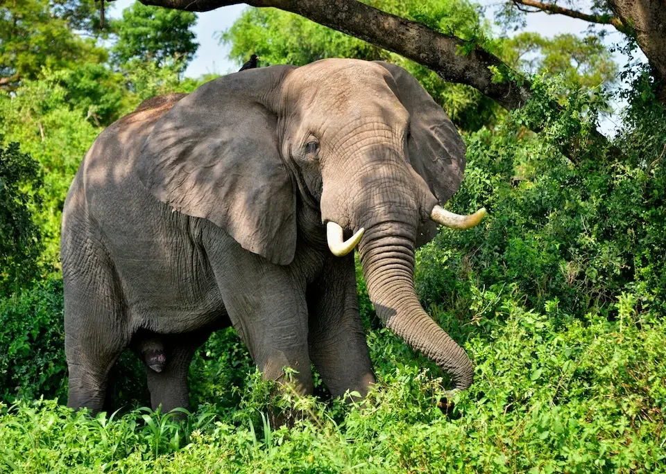 Queen Elizabeth National Park: What to See & Do