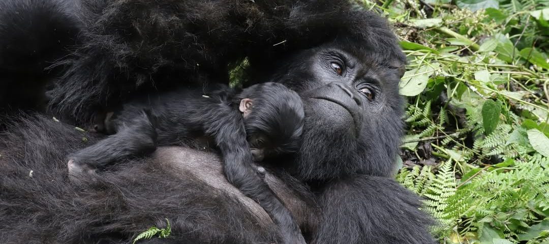 Fruits Gorillas Feed on 