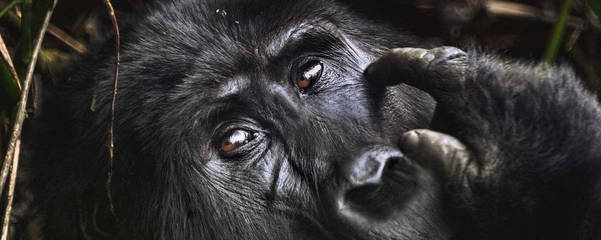 Uganda vs Rwanda Gorilla Trekking