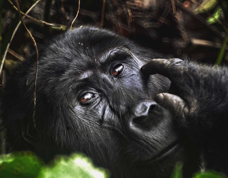Uganda vs Rwanda Gorilla Trekking