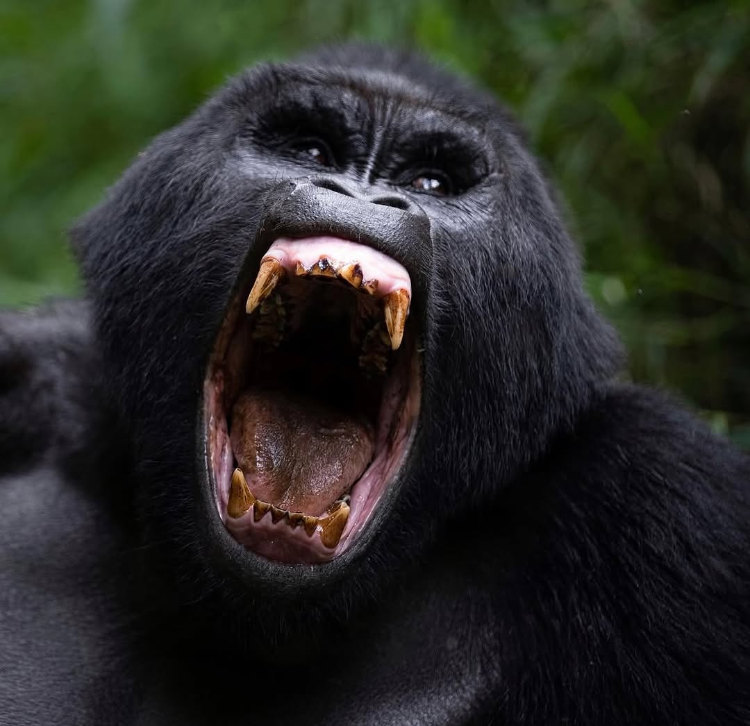 100 men Vs Gorilla