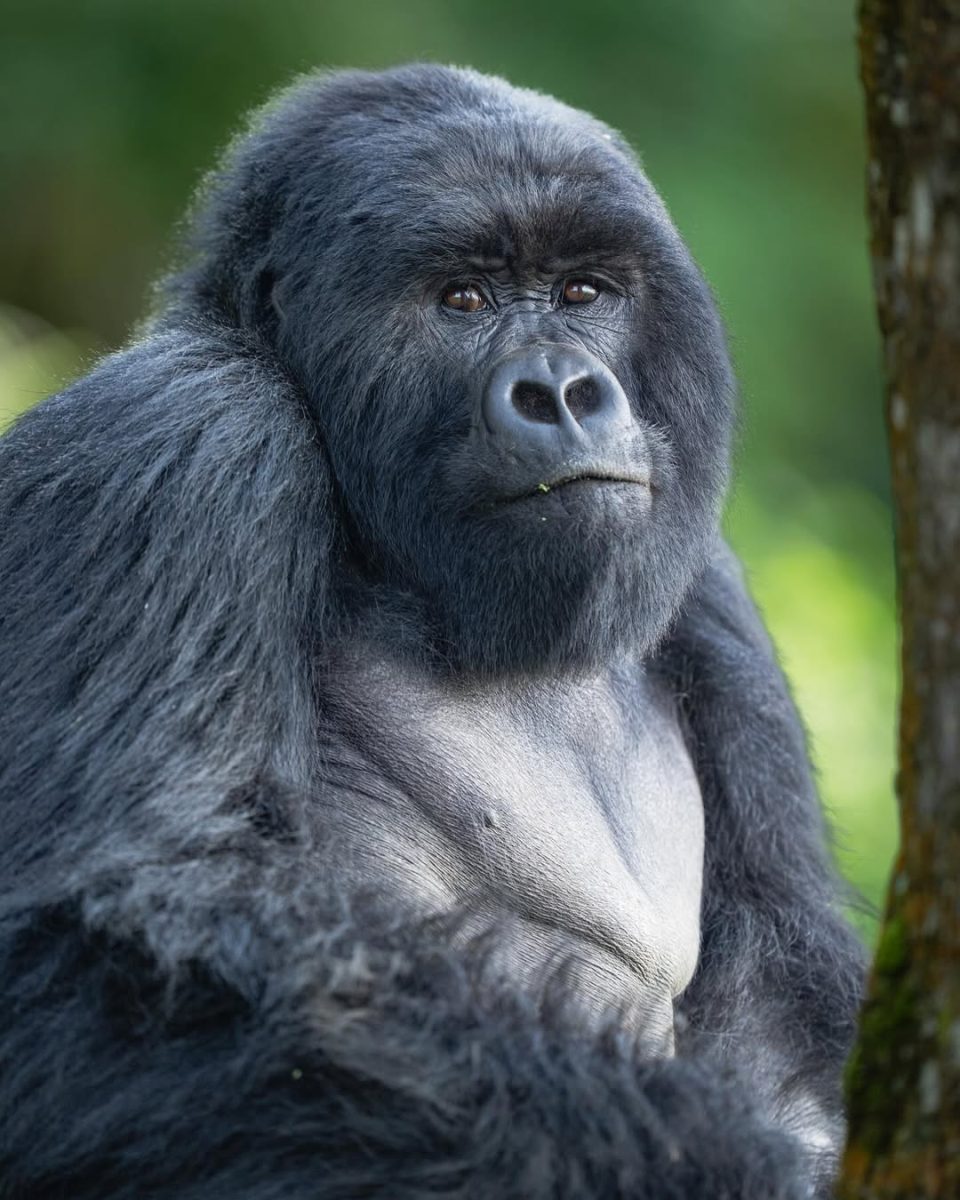 Silverback gorilla