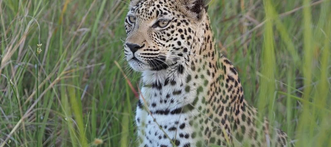 Top 10 Uganda Safari Destinations for 2025