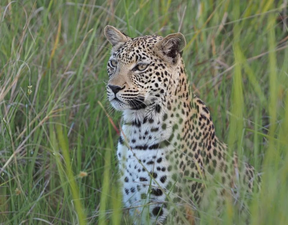 Top 10 Uganda Safari Destinations for 2025