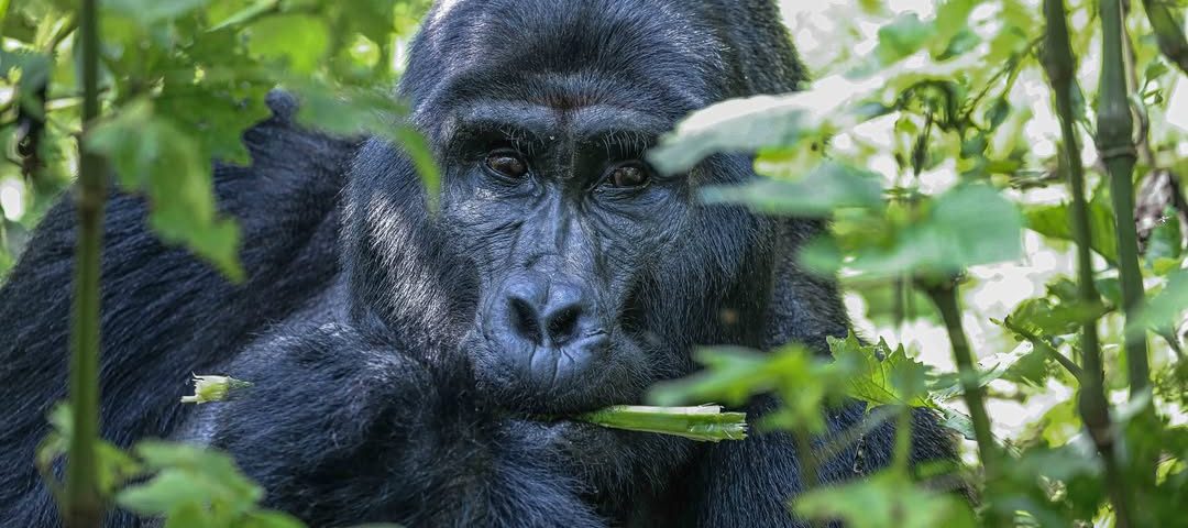 How to Combine Gorilla Trekking with a Wildlife Safari (2025 Guide)