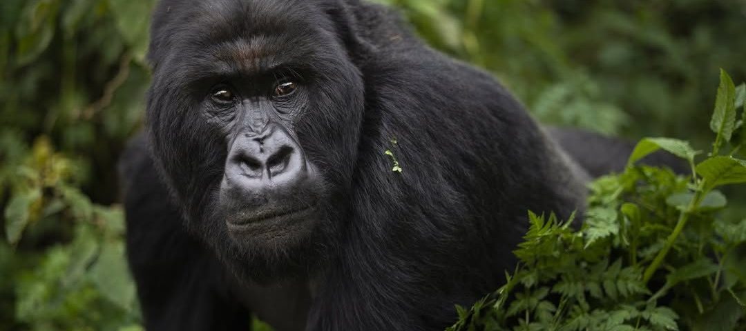 How to Get a Gorilla Trekking Permit in Uganda (2025 Update)