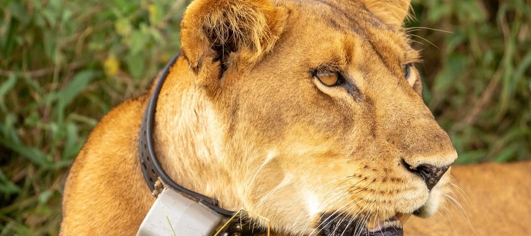Murchison Falls National Park Travel Guide