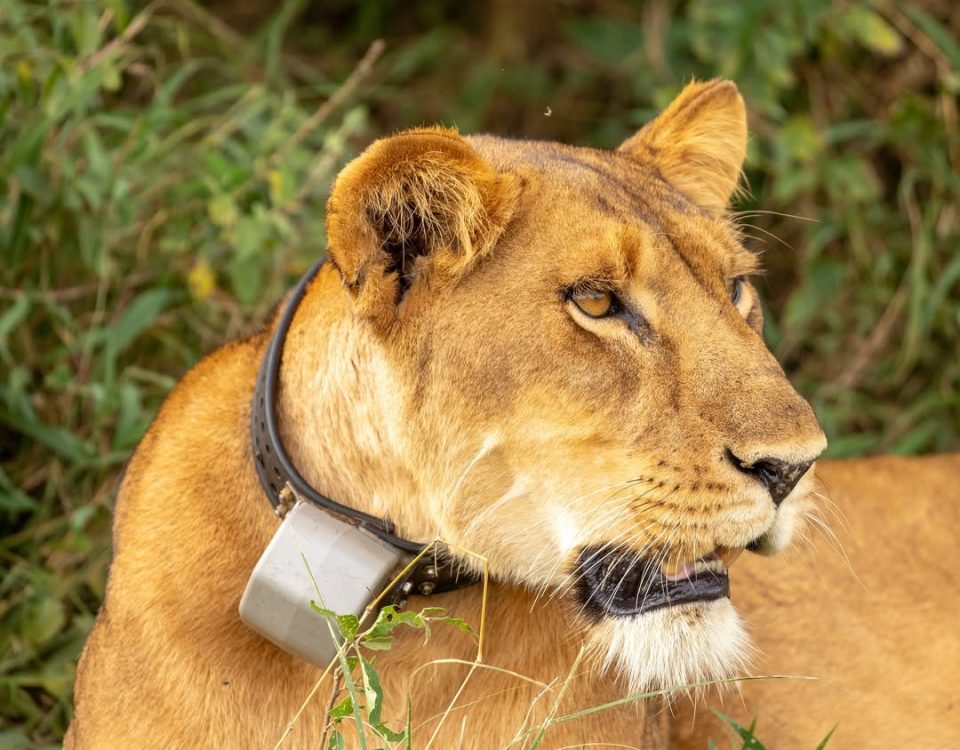 Murchison Falls National Park Travel Guide