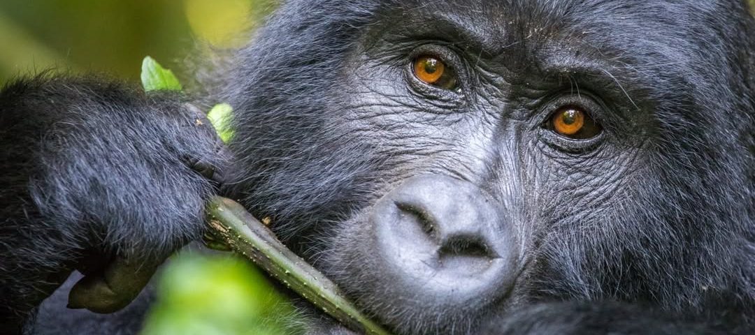 What to Expect on Your Gorilla Trek in Bwindi (2025 Guide)