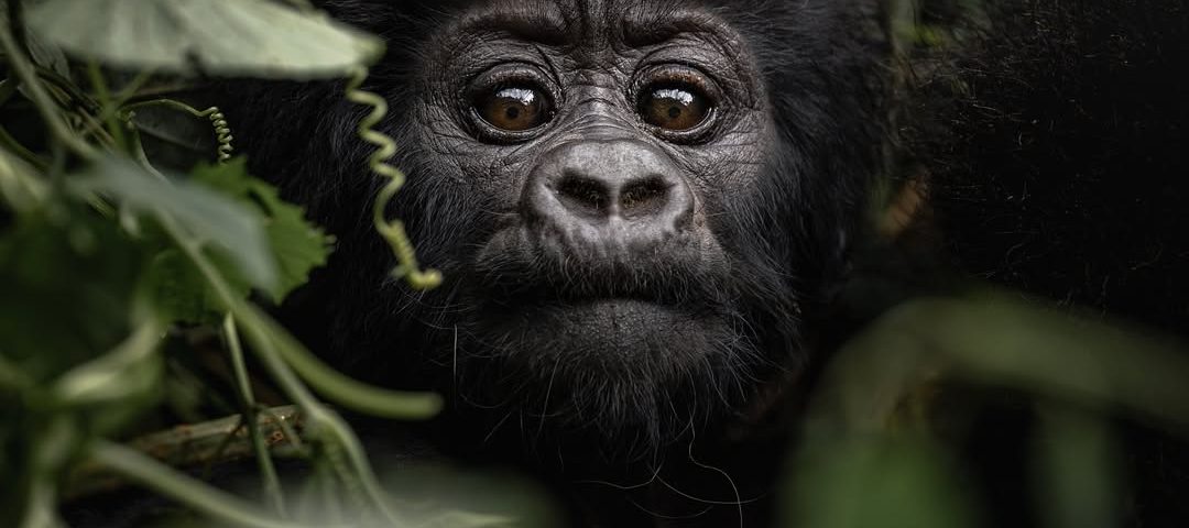 The Ultimate Guide to Gorilla Trekking in Uganda
