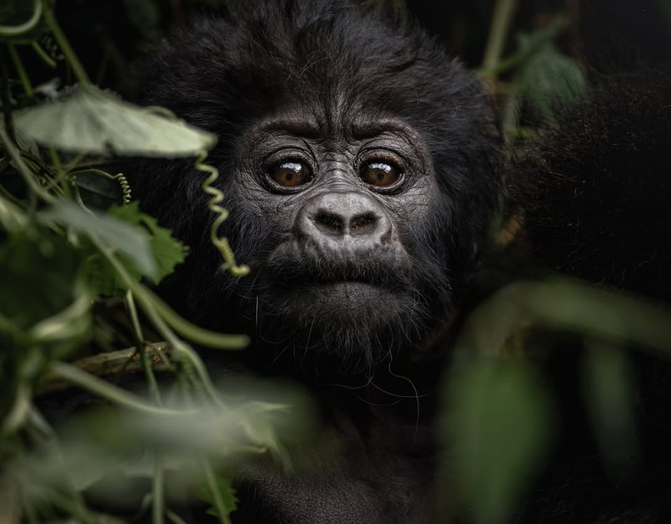 The Ultimate Guide to Gorilla Trekking in Uganda