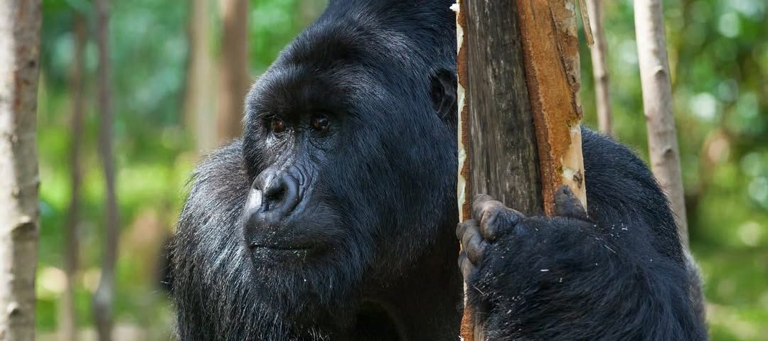 How Fit Do You Need to Be for Gorilla Trekking?