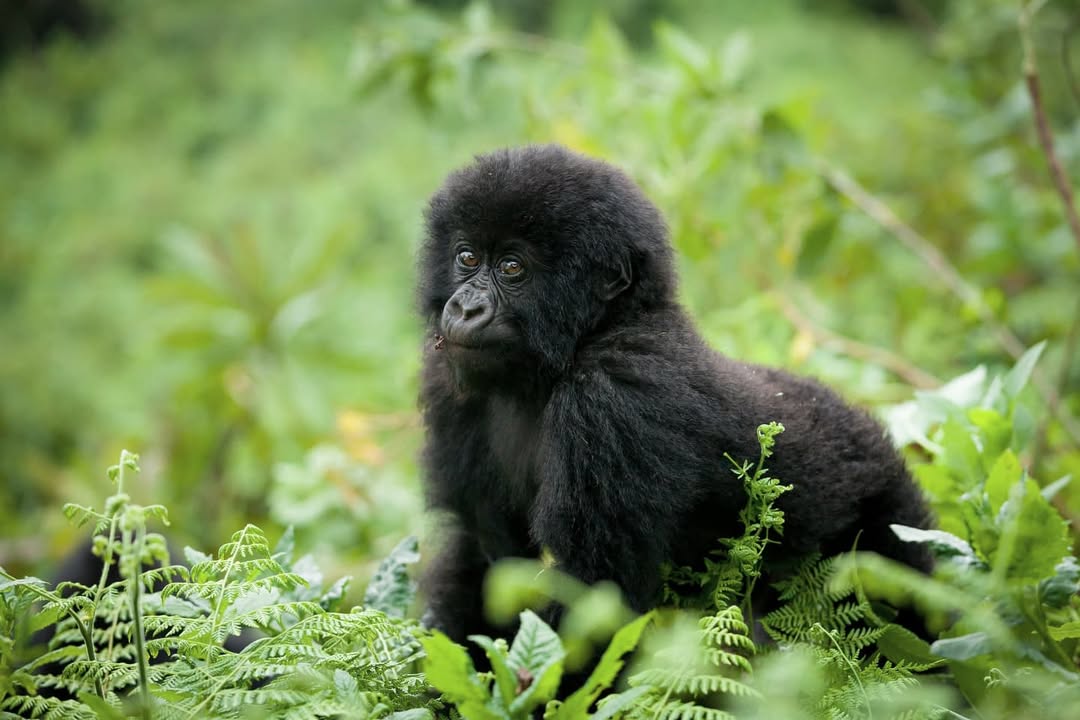 Top Mistakes to Avoid on a Gorilla Trekking Safari