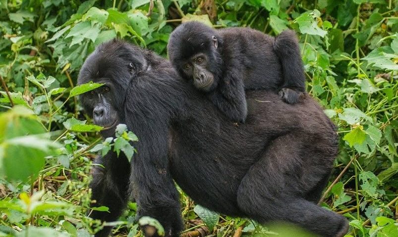 Uganda vs. Congo Gorilla Trekking