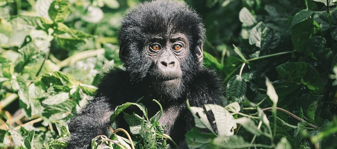 Gorilla Trekking for Beginners