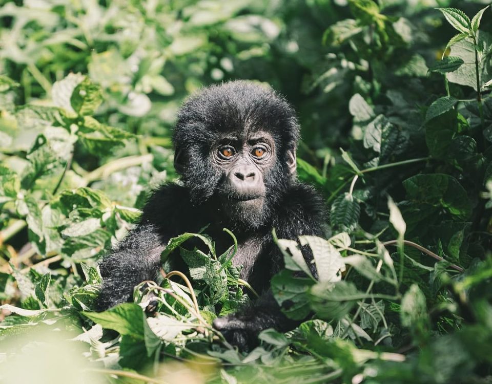 Gorilla Trekking for Beginners
