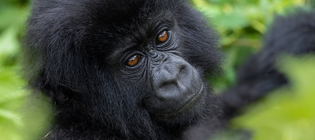 Best Time of the Year for Gorilla Trekking in Uganda