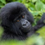 Best Time of the Year for Gorilla Trekking in Uganda