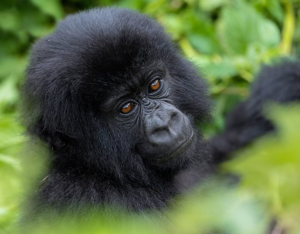 Best Time of the Year for Gorilla Trekking in Uganda