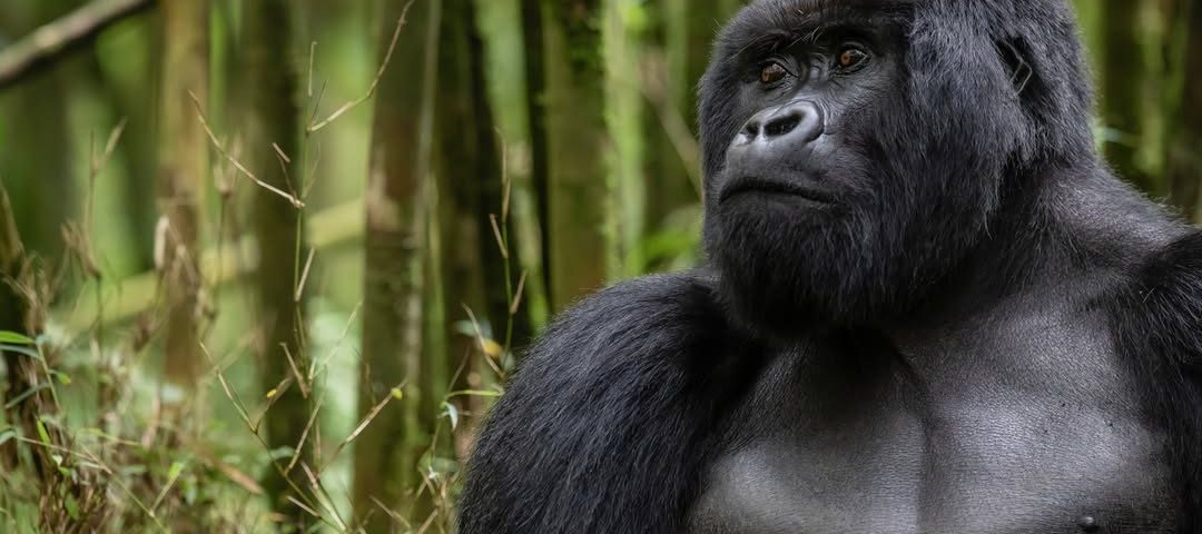 100 men Vs One Gorilla