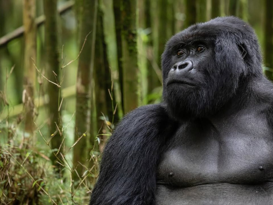 100 men Vs One Gorilla