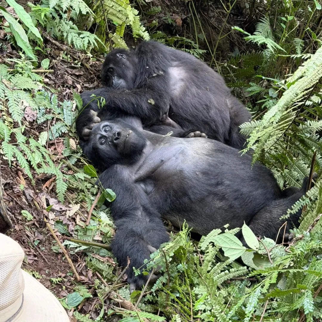 plants gorillas feed on