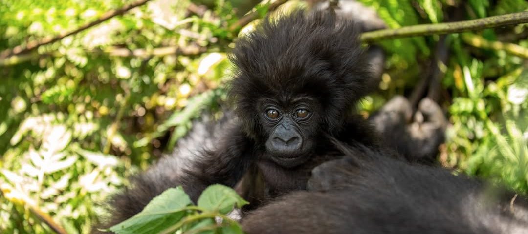 plants gorillas feed on