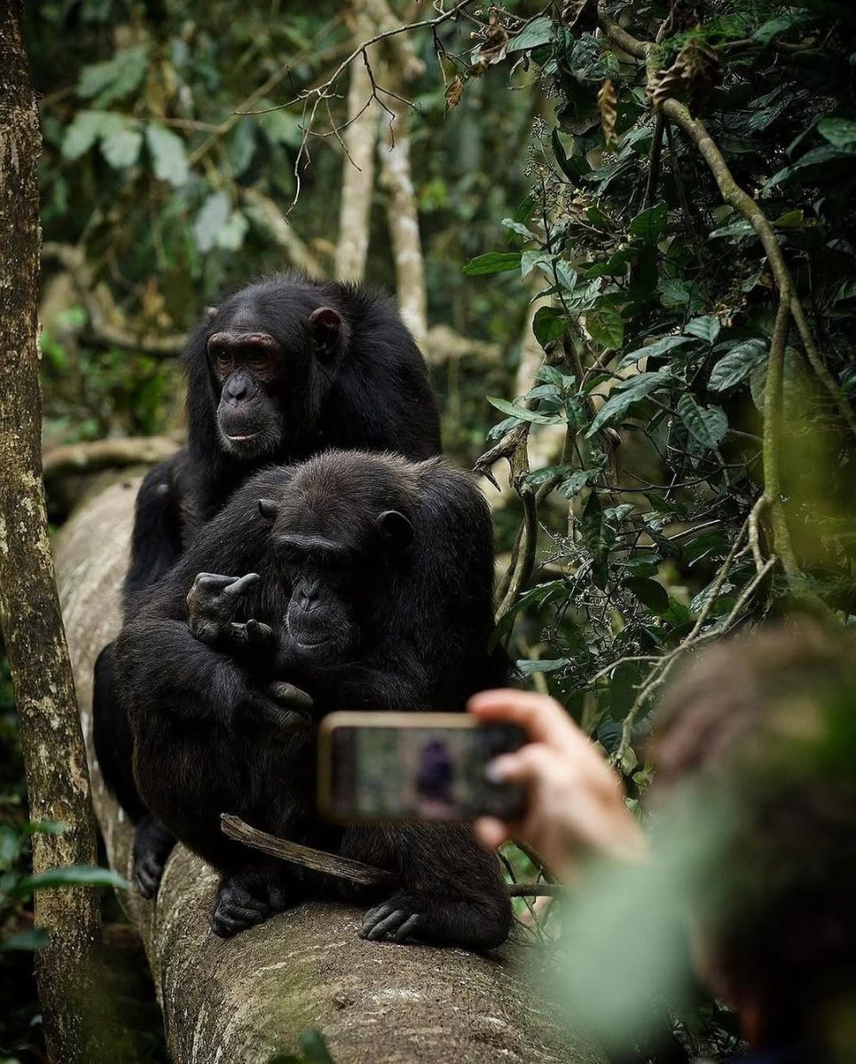 Bwindi Ground nesting Chimpanzees
