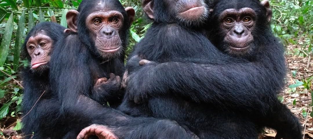 Bwindi Ground Nesting Chimpanzees discovered