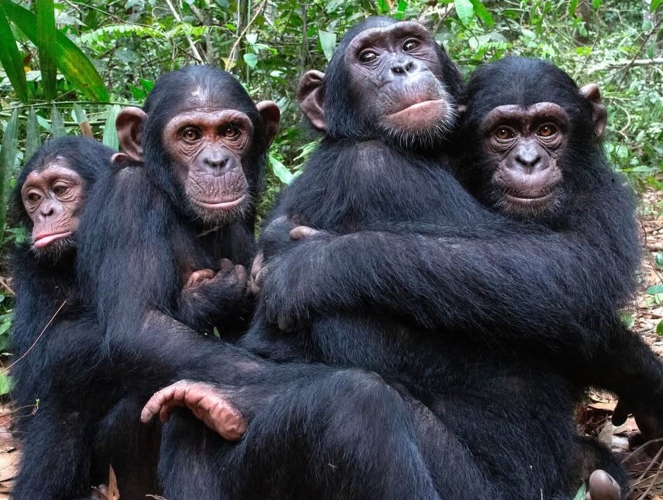 Bwindi Ground Nesting Chimpanzees discovered