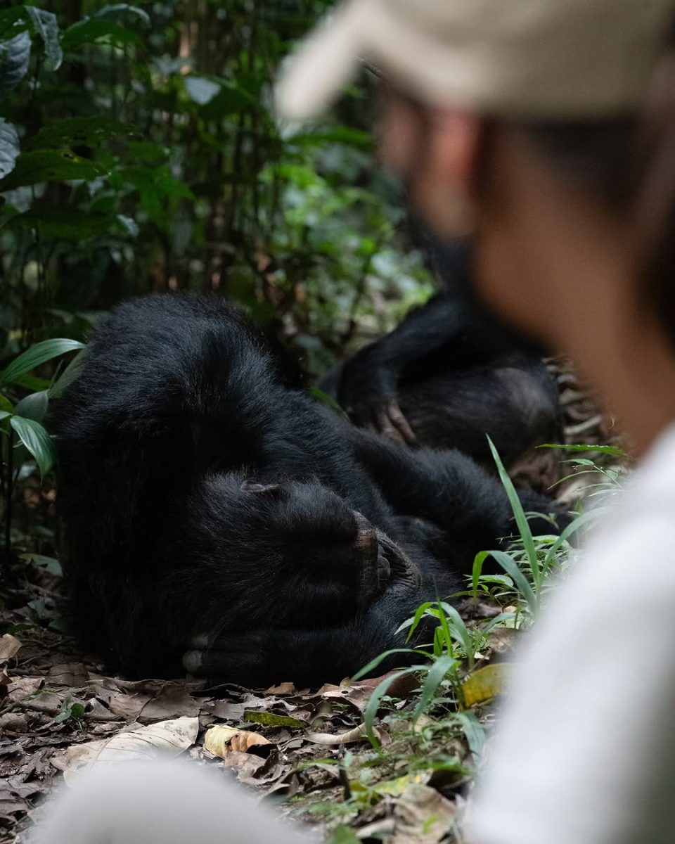 Bwindi ground nesting chimpanzees