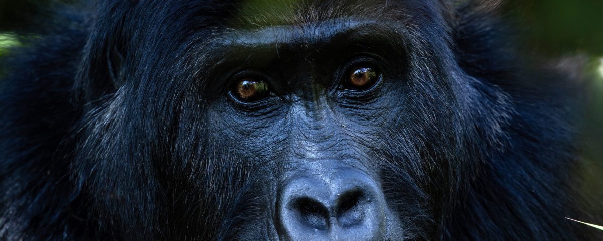Top 5 Reasons to Visit Mgahinga Gorilla National Park