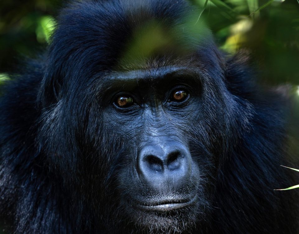 Top 5 Reasons to Visit Mgahinga Gorilla National Park