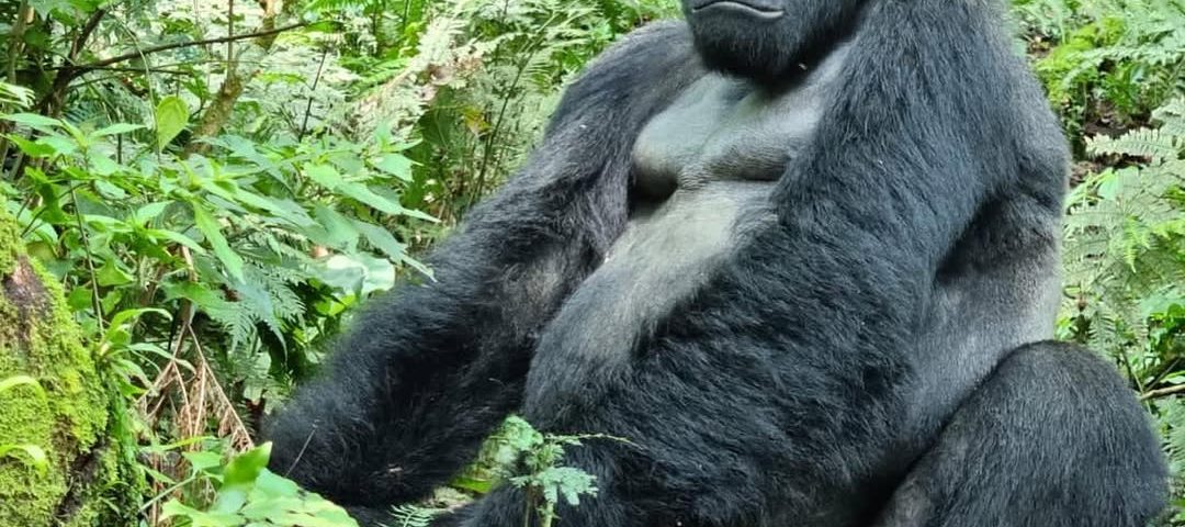 Can I Do Gorilla Trekking on a Budget?