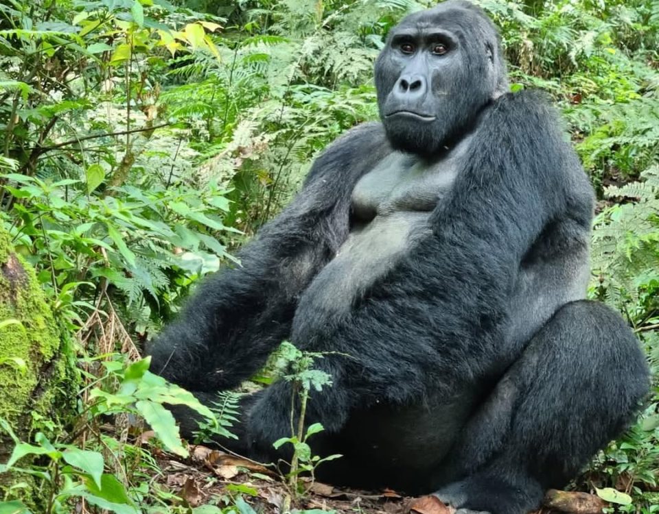 Can I Do Gorilla Trekking on a Budget?