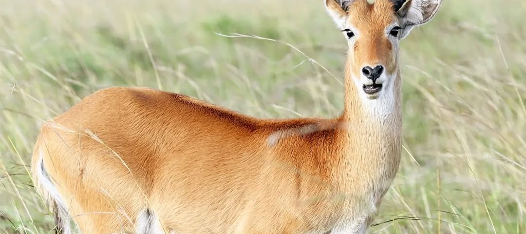 Kidepo Valley: Uganda’s Remote Wilderness Safari