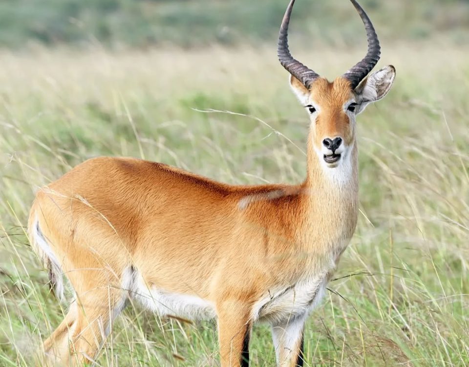 Kidepo Valley: Uganda’s Remote Wilderness Safari