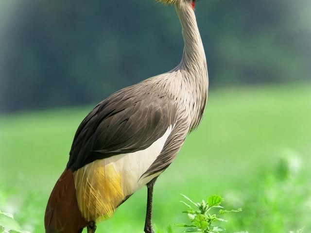 10 Days Uganda Photography and Birding