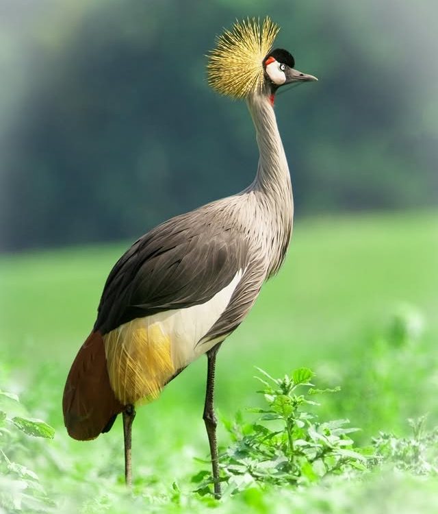 10 Days Uganda Photography and Birding