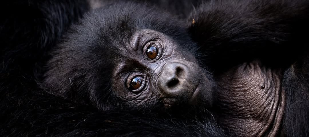 Gorilla Trekking vs Chimpanzee Tracking