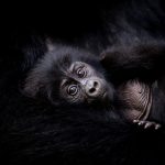 Gorilla Trekking vs Chimpanzee Tracking