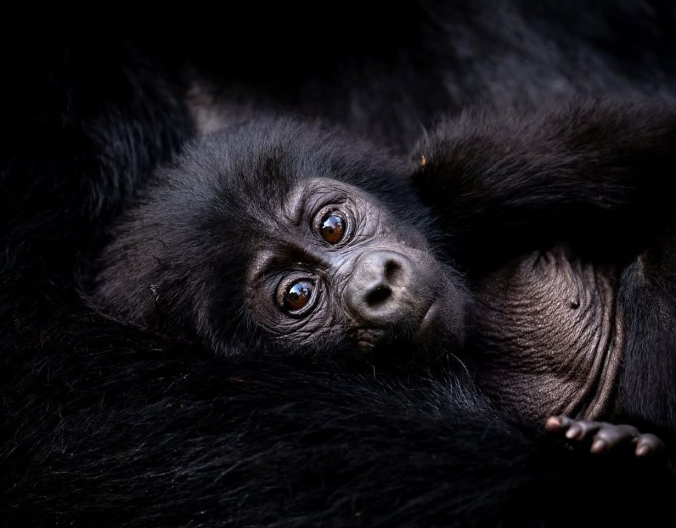 Gorilla Trekking vs Chimpanzee Tracking