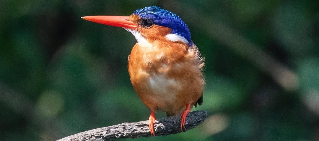 Uganda Safari for Birders