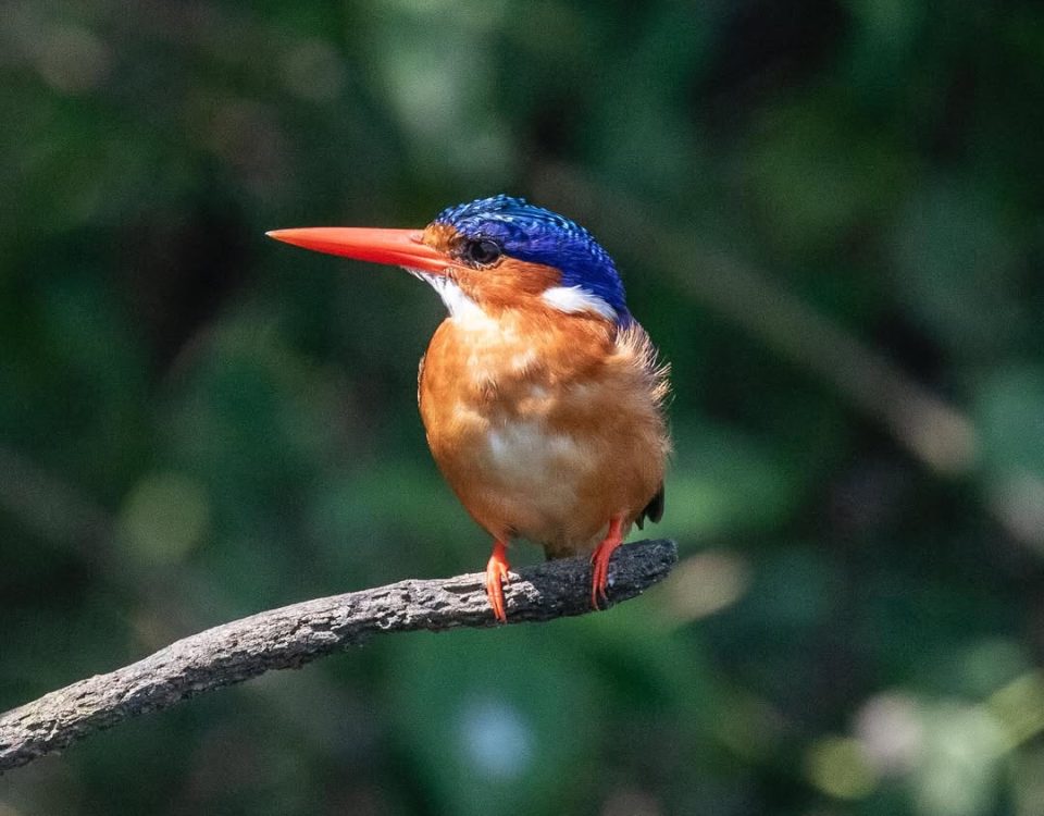 Uganda Safari for Birders