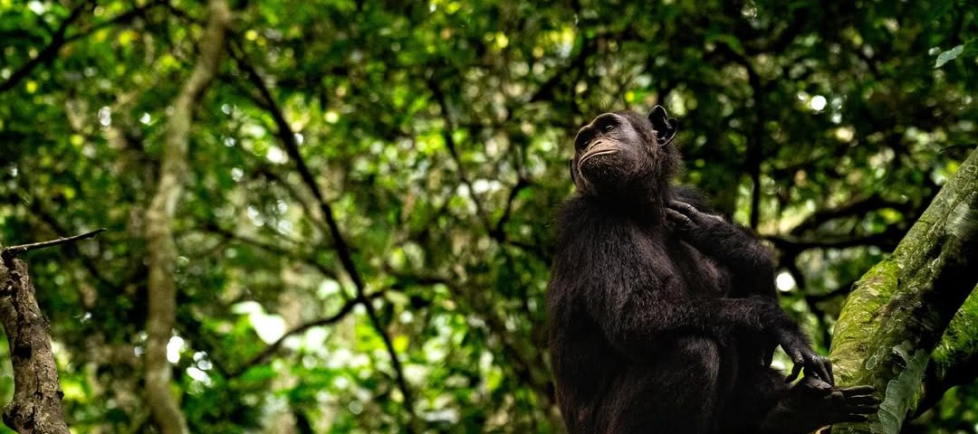 5 Days Gorilla Trekking and Chimp Tracking Combo Itinerary